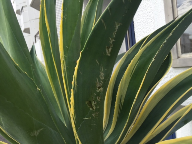 台風一過に思うこと。