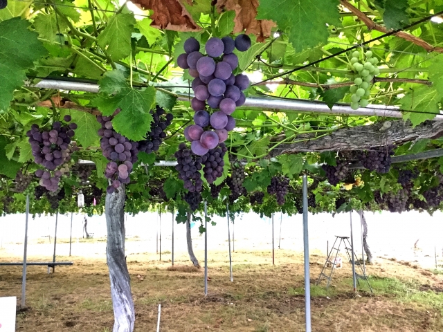 Back to the Source  oji