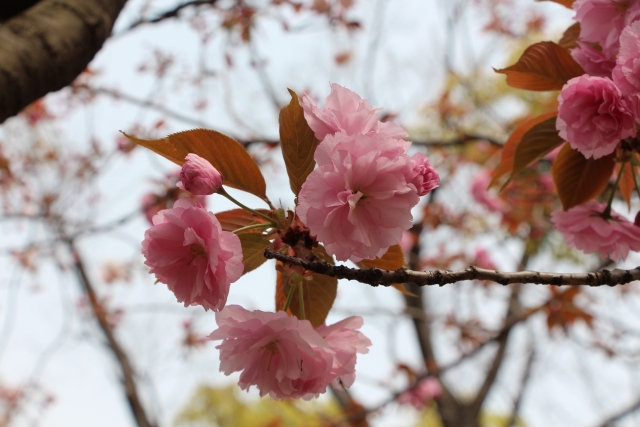 ”sakuramori” Okamoto
