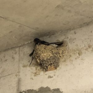 ツバメの家づくり（母の独り言）