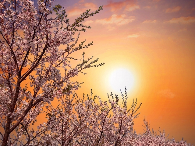 “Akaneiro”Shinohara