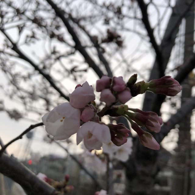 地球は丸い　何度も何度も　いつか　どこかで会える