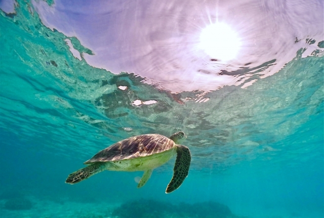 “In Luck” Kitaohgi